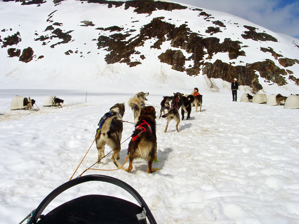 dog sledding on the glacier